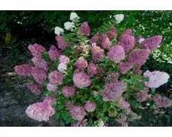 Hydrangea pan. 'Sundae Fraise'® - Pluimhortensia 40- 50 cm in pot