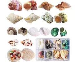 SnelShoppen - Hermit Crab Shells 17 Stuks (9 Types) Medium Small Groei Turbo Zeeschelpen Natuurlijke Decoraties voor Strandthema Feest 3-9cm