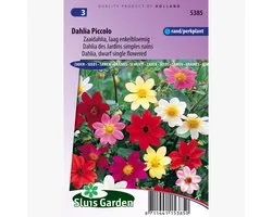 Lock Garden - Mélange Dahlia Piccolo
