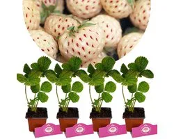 Set van 4 Witte aardbeien- Fragaria x ananassa Pineberry Snow white - Hoogte 20cm - 9cm pot