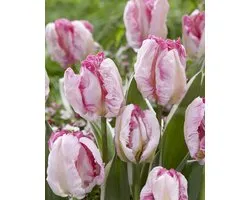 Tulp Parrot Pinkvision | 10 stuks | Tulpenbollen | Parkiettulp