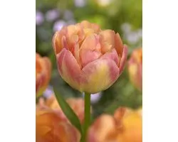 20x Tulpen 'Creme upstar' - BULBi® Bloembollen met bloeigarantie