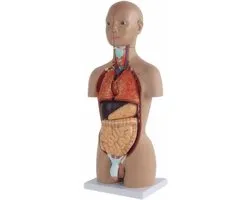 Menselijk Anatomisch Torso Model - 50 cm - 16 verwijderbare organen