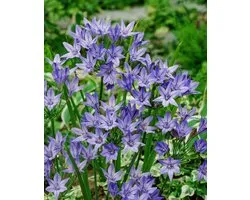 50x Triteleia 'Triteleia queen fabiola' - BULBi® Bloembollen met bloeigarantie