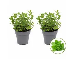 Marokkaanse Munt – 2 Kruidenplanten – Mentha Spicata Moroccan – Verse Munt – Moestuin & Keuken
