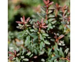 Podocarpus Lawrencii 'Red Tip' - Tasmaanse conifeer 20-25  cm pot