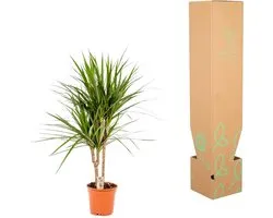Arbre à sang de dragon - Dracaena Marginata hauteur 70cm taille pot 17cm