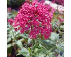 6 x Centranthus Ruber'Coccineus' - Rode Valeriaan pot 9x9cm