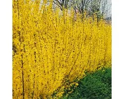 FORSYTHIA INTERMEDIA 'LYNWOOD' - Chinees klokje 50-60 cm in pot
