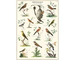 Affiche Ornithologie - Cavallini & Co - Affiche scolaire Vintage - Posters