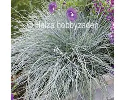 Festuca cinerea Festina ca 50 zaden
