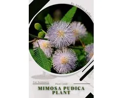 Mimosa pudica plant