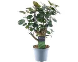Polyscias Fabien - 45 cm - ø12