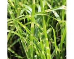 6x Prachtriet - Miscanthus sinensis ‘Strictus’ - Pot 9x9cm