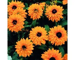 Rudbeckia Hirta Goldilocks