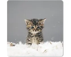Muismat 20x20 cm - Mousepad Kat - Kitten - Veren - Muismatten