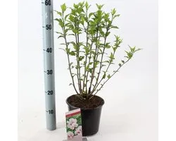 Hibiscus syr. 'Leopoldii' - Tuinhibiscus | 40-50 cm in pot