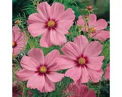 Cosmea zaden - Gloria