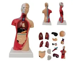 Het menselijk lichaam - anatomisch model torso, 15-delig, 28 cm