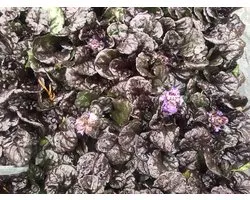6 x Ajuga Reptans 'Black Scallop' - Kruipend Zenegroen pot 9x9cm