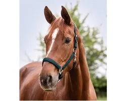 Waldhausen Perlon Halster Satin - Paardenhalster - Petrol Shetty