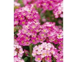 Graines d'Alyssum Rosie O Day Lobularia Maritima Annuel