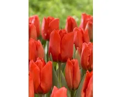 Tulp Lalibela | 10 stuks | Tulpenbollen