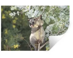 Sticker Muursticker Tree Climbers - Opossum se trouve dans un arbre - 60x40 cm - feuille autocollante - sticker mural repositionnable