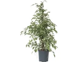 Plant in a Box - Ficus Benjamina Twilight - Echte Kamerplant Groot - Pot 21cm - Hoogte 100-110cm