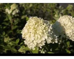 Hydrangea pan. 'Limelight'® - Pluimhortensia 40- 50 cm in pot