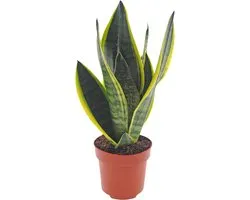 Sansevieria | 35cm