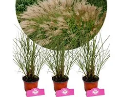 Set van 3 Prachtriet - Miscanthus sinensis 'Gracillimus' - Hoogte 30-40cm - 12cm pot