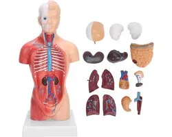 Allecto Plus - Torso Model 28 cm met Afneembare Interne Organen - Anatomisch Montage Model