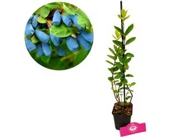 Lonicera caerulea ‘Larisa’, Honingbes, 3 planten, Hoogte 20cm, P9 pot