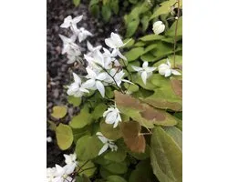 6 x Epimedium Youngianum 'Niveum' - Elfenbloem pot 9x9cm