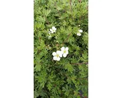 Potentilla fruticosa 'Abbotswood' - STRUIKGANZERIK HEESTERGANZERIK - 25- 30 cm in pot