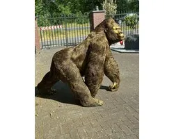 Goodyz - Gorilla XXXXXL - Mega groot - Staand - Super mooi - kleur Brons