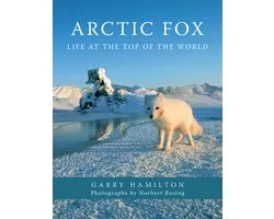 Arctic Fox
