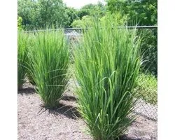 Gras Northwind Groen XL - Hoog Winterhard Siergras - Panicum virgatum 'Northwind' in C2 pot met hoogte 10-40cm