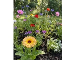 Bloemen Voor Vlinders Zaden Organic Eenjarig Mengsel Vlindermengsel