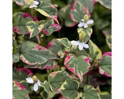 6 x Houttuynia Cordata 'Chameleon' - Leidsplantje pot 9x9cm