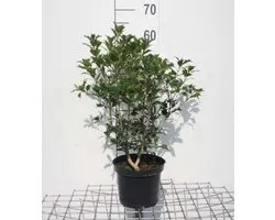 2 x Osmanthus heterophyllus - Schijnhulst 30-40 cm in pot