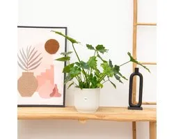 Philodendron Shangri La Feel Green - 45cm