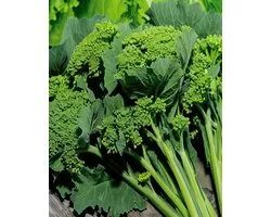 Franse Raap Zaden Sessantina Brassica Rapa Eenjarig