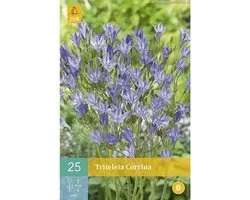 X 25 Triteleia Corrina
