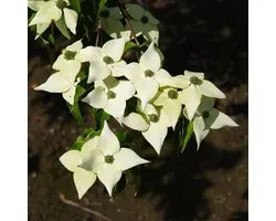 Cornus Kousa 'Milky Way' - Cornouiller du Japon 50-60 cm pot