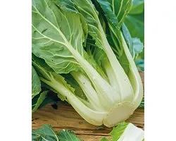 Graines de Pak-choï Brassica Chinensis Annuel Chou Chinois