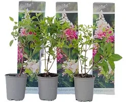 Plant in a Box - Hortensia Paniculata 'Pink Lady' - Pluimhortensia - Hydrangea - Wit/roze bloem - Set van 3 - Winterharde hortensia - Pot 9cm - Hoogte 25-40cm