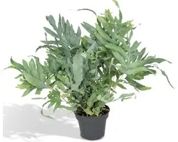 Phlebodium Aureum Blue Star - Ø17cm - 50cm