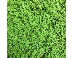 6x Mentha requienii - Loopmunt - Pot 9x9 cm